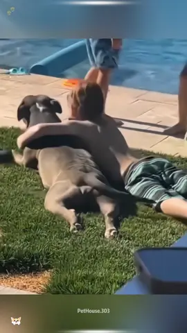 Funny stories about babies and dog ❤️❤️❤️#pet #cat #dog #cute #animals #foryou #typ#usa#usa_tiktok 