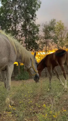 رواسي ❤️ حيزوم #متعب_الخيل #حيزوم👑🔥 #خيل_وخياله🐎 #لايك #اكسبلور #ترند #ترند_تيك_توك #fyp #CapCut 