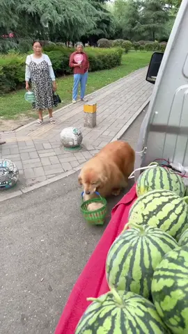#chó #cunyeu #thịnhhành #thúcưng #xuhướngtiktok #viral #fyp #xuhướng #viralvideo #dog