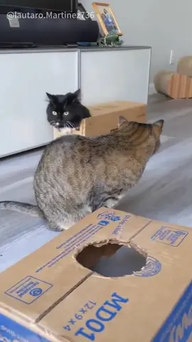 No cat can resist a cardboard box #cute#funnyvideos #funnycats #foryou#cat #catsoftiktok #funny #usaus