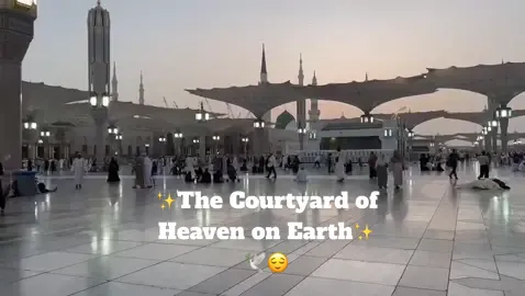 The courtyard of heaven on earth. The peace and blessing of this place. The feeling it brings of just sitting here and pondering life and the Akhira 🫶🏼☪️🕌  #muslim #muslimworld #islam #tiktokislam #islamic_video #islamic_media #madinahalmunawaroh #medina #prophetmuhammad #rasoolallah #beautifulplaces #masjidnabawi #umrah 