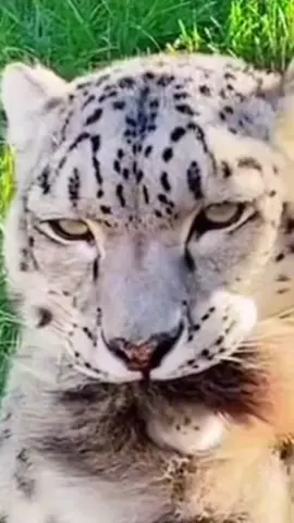 evil creatures #snowleopard #snep 