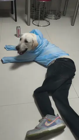 Dogs have human behaviors🤣🤣🤣 #dog #funnydog #dogsoftiktok #fyp #pet #funnyvideos #funnyanimals 