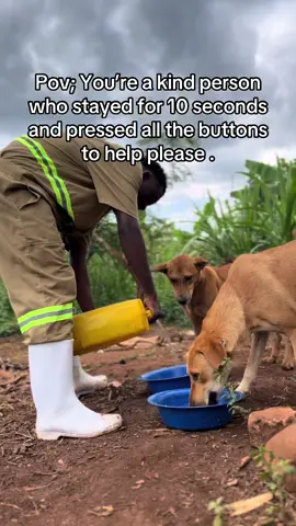 Please join me feed these dogs at the shelter (gofundme link in bio ) #ssenyonjogodfreydogsrescue #animalsoftiktok #fyp 