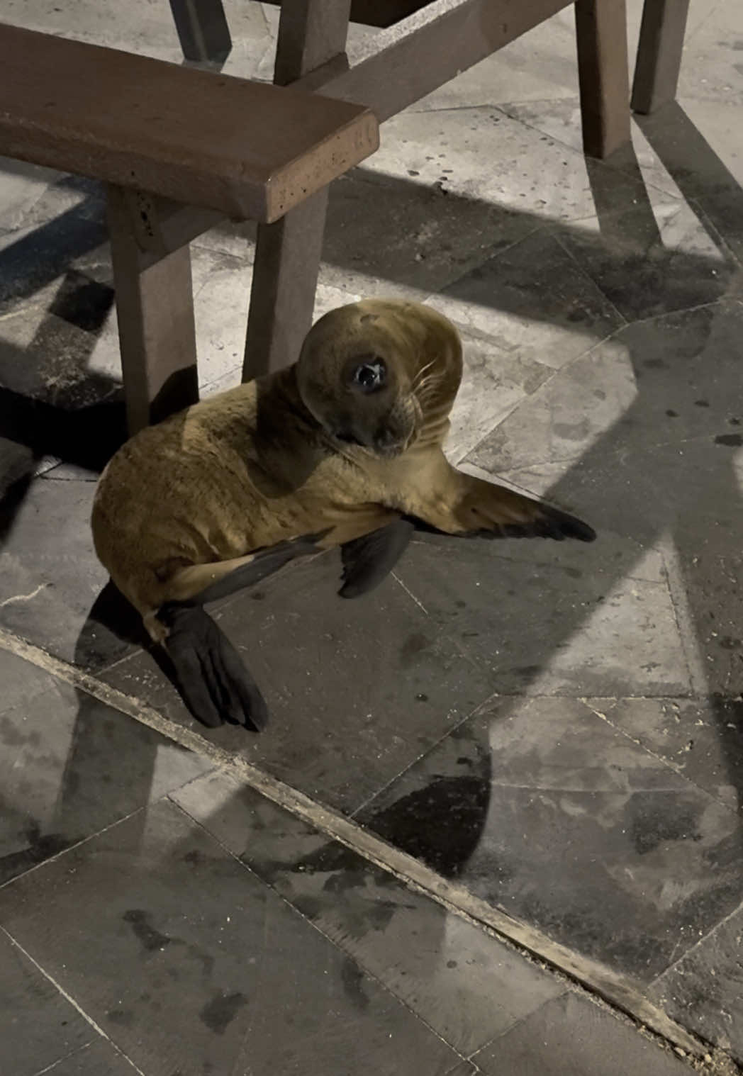 Cutest thing in the world 🥹 ✨💘 #sealion #galapagosislands #sancristobal 