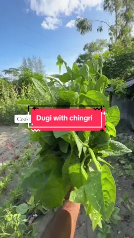 Dugi with chingri #bangladesh🇧🇩 #forupage #reels__tiktokreels #uktiktok #