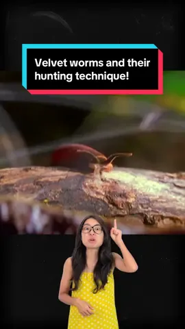Seeing how they cling on, they should be called velcro worms rather than velvet worms… #velvetworm #slime #Outdoors #nature #worm #haki #observationhaki #predator #prey #justkeepthinking #biogirlmj