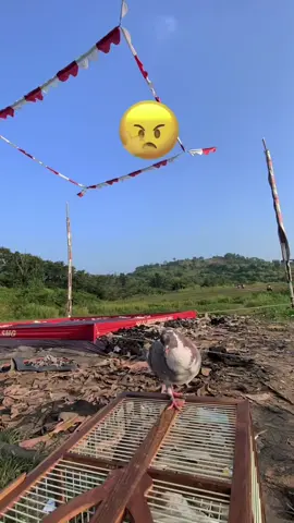 DOLPIN jalan jalan ke lapak banteng semarang #fyp #fypシ゚ #merpati #merpatikolong #merpatikolongmania #merpatikolongindonesia #merpatikolongpekalongan #merpatikolongjakarta #merpatilosdor 