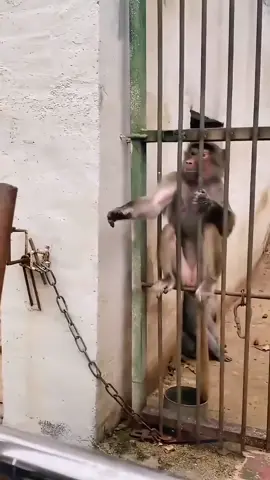 People prank on monkey #monkey #funny #funnyvideos #fyp #foryou #viral #usa #cute 