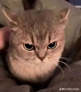 Nag tatampo na ako hmmph!, #hmmph #cutecat #fyppppppppppppppppppppppp #fylシ #tampo #trend 