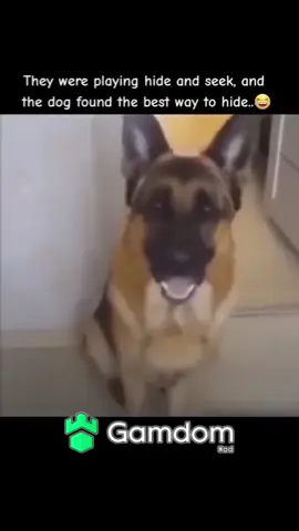 #fypシ #trending #xyzbca #viral #fyp #dog #dogsoftiktok #dogs 