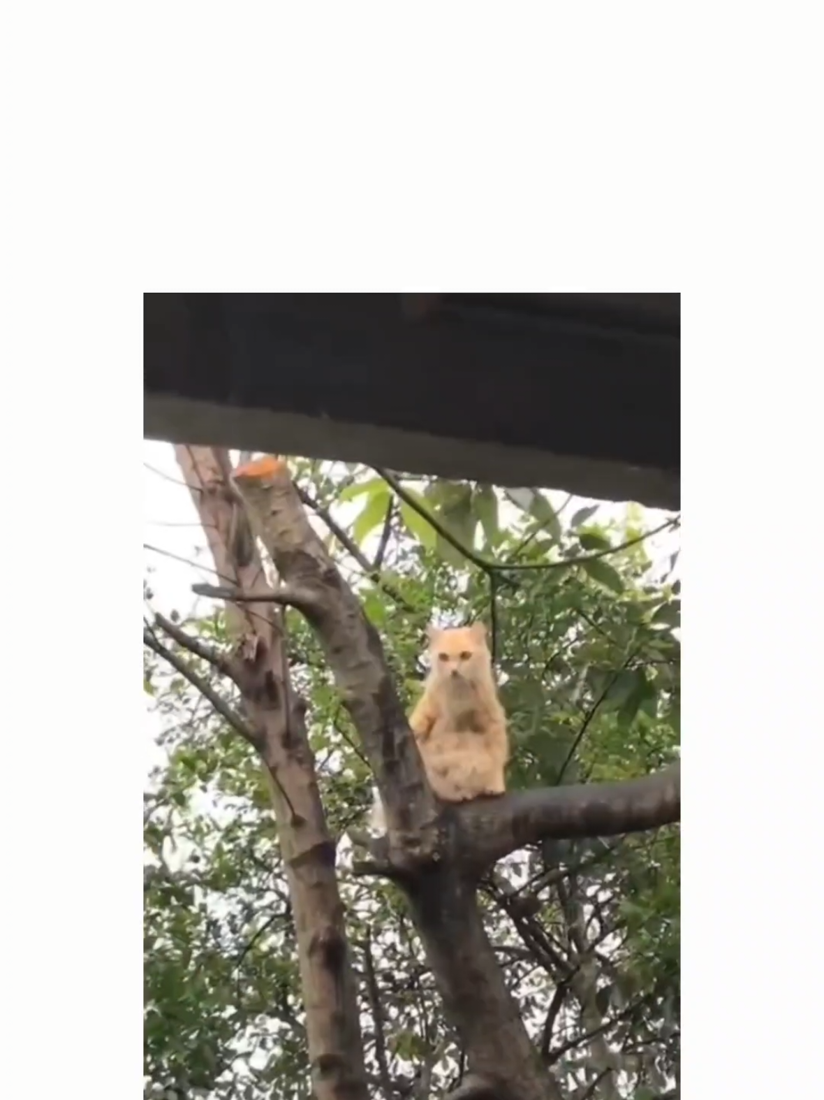 Follow untuk asupan kucing-kucing lucu, aneh, dan menggemaskan . #fyp #kucing #kucinglucu#tkucingpersia #kucingindonesia #pecintakucing #kucinganggora