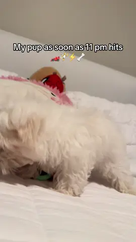 Can never have a peaceful night 🙃 #fyp #adorable #cute #puppymoments #smallcreatorinsight #dogsoftiktok #puppytiktok #speed #zoomies #playing #11pm #viral #viralvideo #kainethemaltese 