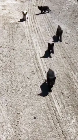 I found a little of kittens on the deserted road #animals #animalsoftiktok #rescueanimals #rescue #kittens #kittensoftiktok 