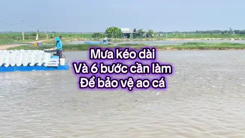 6 bước cần làm ngay khi trời mưa kéo dài để bảo vệ ao cá #MuaDaiCaBenh #BenhCaTra #XuLyAoCa #NuoiCaHieuQua #PhongBenhCa