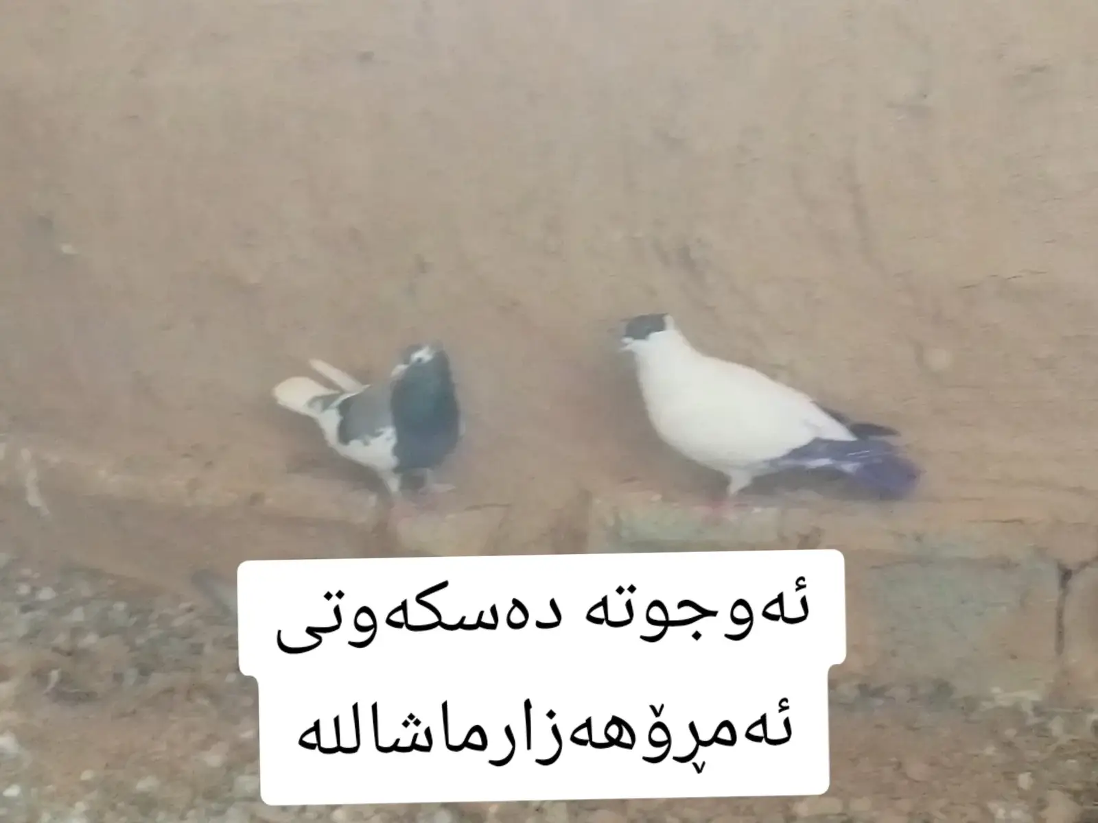 #ماشااللە_تبارك_اللە🧿 #fyyyyyyyyyyyyyyyy #foryou #fyp #fyyyyyyyyyyyyyyyy 