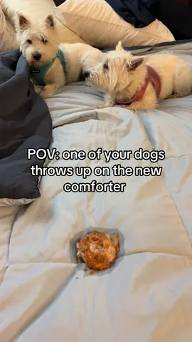 Who did it?  Why the bed?   Its never an easily cleanable surface! #naughtydog #dogvomit #throwup #westies #gross #westhighlandterrier #PetsOfTikTok #dogpack #grossdog #westiedog 