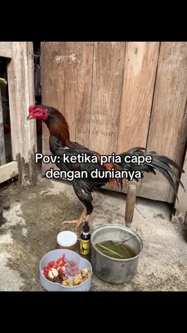 Ayam mulu bang biar ga sepi ya🫠 #ayambangkoksuper #pakoythailand🥁🥁🥁 #pakoybrutalbrakot 