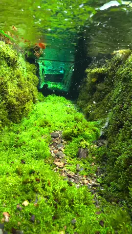 How could a water canal be this clean and beautiful🤩 #relax #calm #underwaterworld #underwater #nature #japan #水中 #水中撮影 #水中映像 #水中の世界 