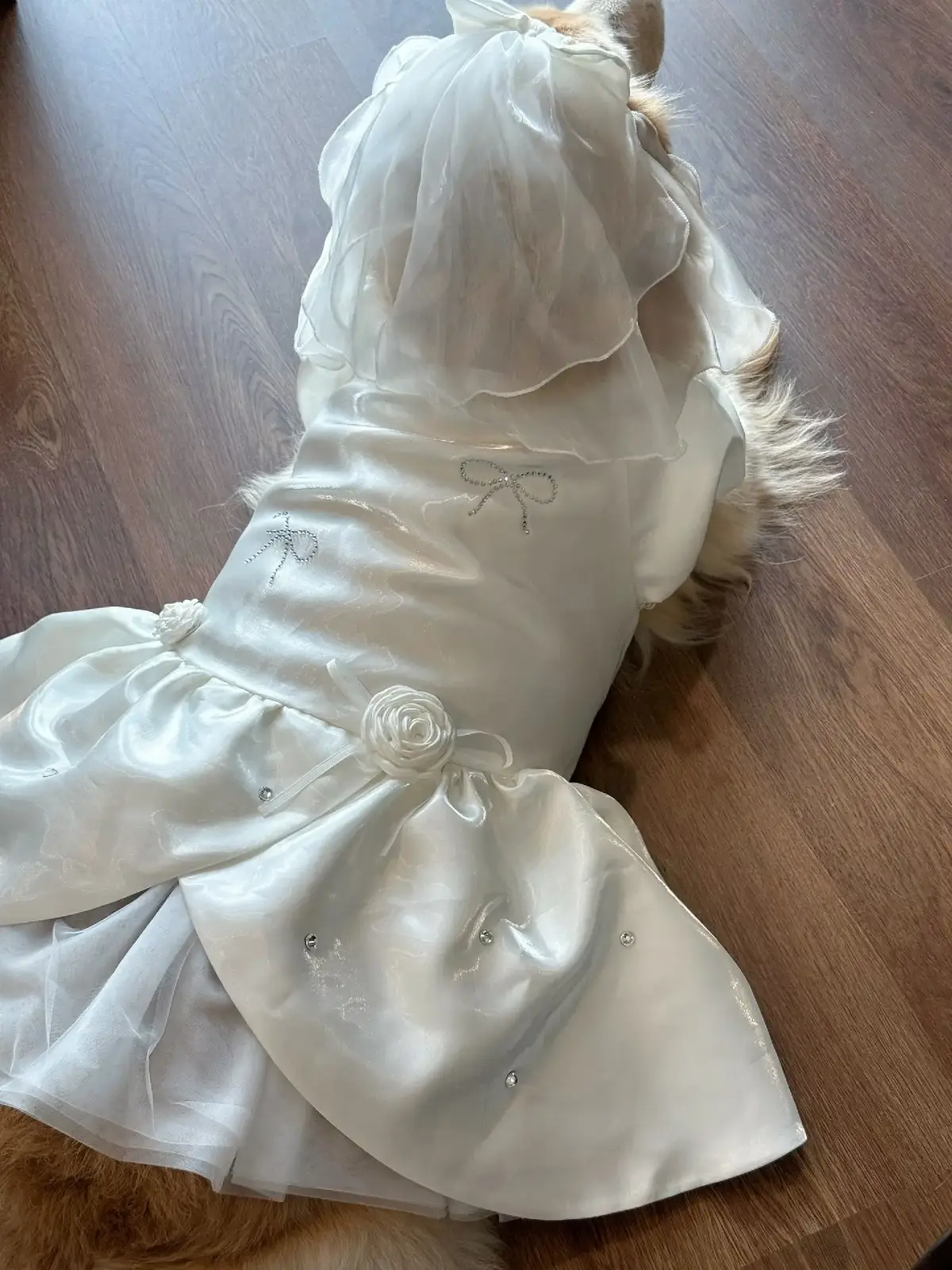 #dog #goldenretriever  📸 Photo Tips: be your flower girl.