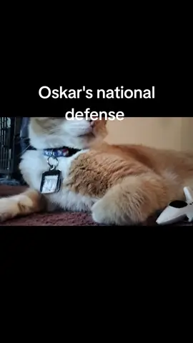 #midnighthammer #orangecat #PetsOfTikTok #catsoftiktok #oskar 