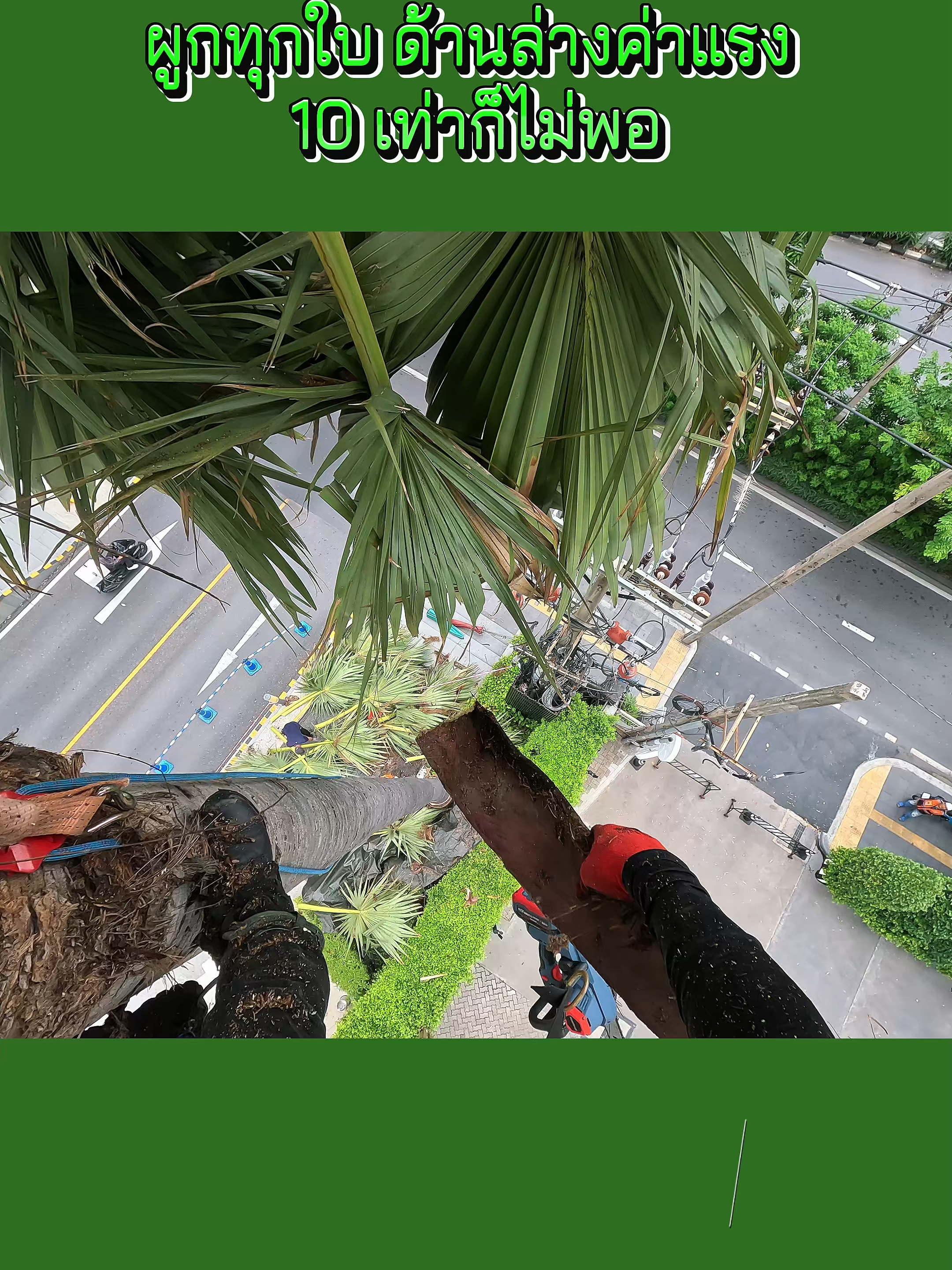 ผูกทุกใบ ด้านล่างค่าแรง 10 เท่าก็ไม่พอ #ตัดต้นไม้ #masaru #เลื่อยแบตเตอรี่ #treework