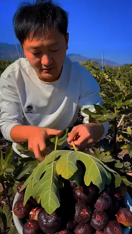 beautiful natural fruit #vivesproblem #fyp #billionlikes #millionvives #foryoupage #accountunprize #1millionviews 