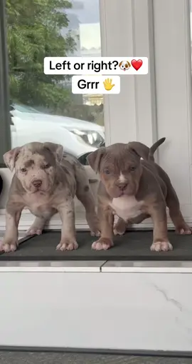 Left or right ?🐶❤️ GRRR #fyp #fy #dog #americanbully #pitbull #puppylove #trend 