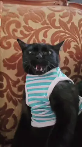 Ga di angkut angkut ke barak, dah lahhh kita tartar aja sendiri #cat #catsoftiktok #kucing 
