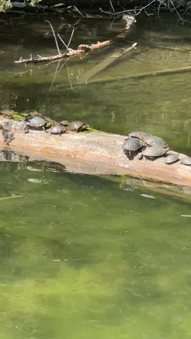 Oh to be a turtle on a log