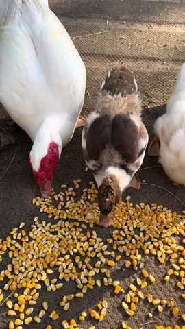 Farmlife ASMR - You’re welcome  🤍 #farmlife #asmr #happy 
