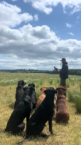 Few runs with the boys #labradorretriever #chocolatelab #foxredlab #yellowlab #blacklabsquad #training #teampureflax #gundogtrainer  #slingleygundogs #pickingupteam  #instavidéo
