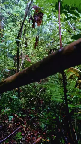 pendakian batu ayau⛰️# #survival #batuayau #borneo #forest #trip 