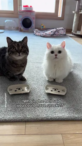 My cats: Where's Dad?😿 #cute #cat #catsoftiktok 