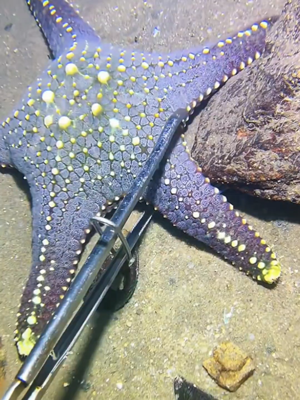 #diving #crab #catchthesea #seaside #seafood #fish #eel #lobster #seangsolofishing 