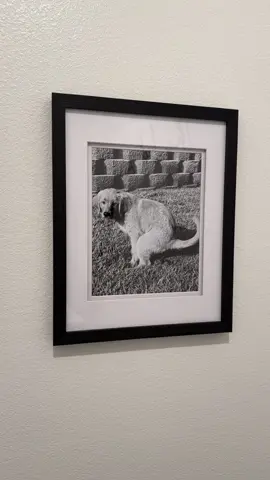 This is your sign to frame pictures of your dogs pooping and put them over the toilet. 