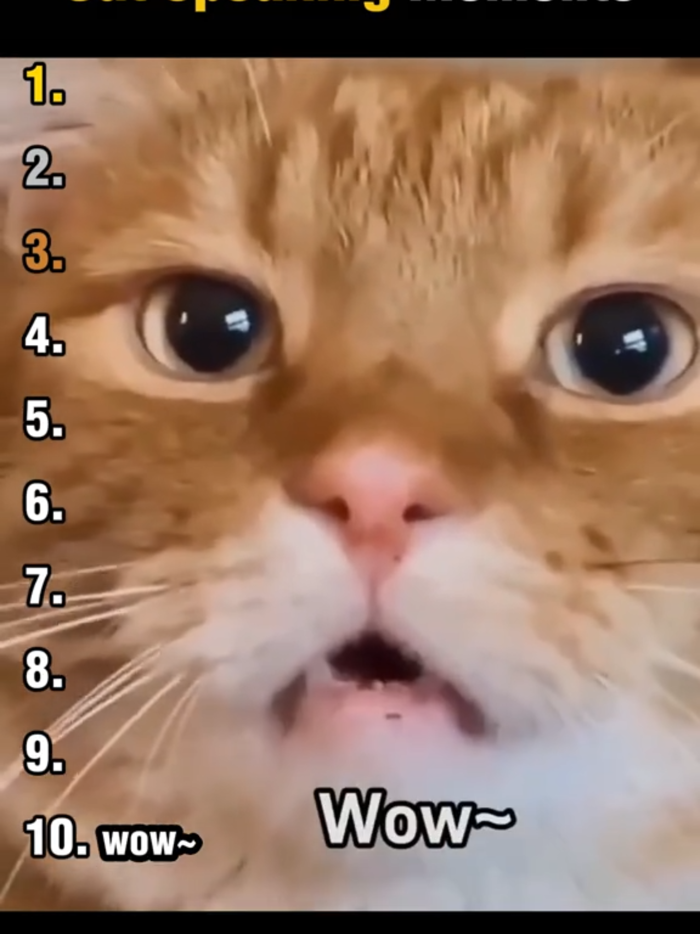 Top 10 Cat Speaking Moments Ranking! #cat #ranking #cute #funny
