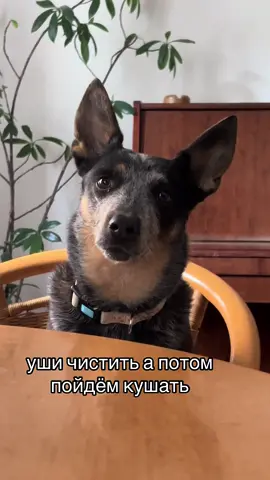 А потом они по психолагам ходють.  #догблог #tik_tok #fouryou 