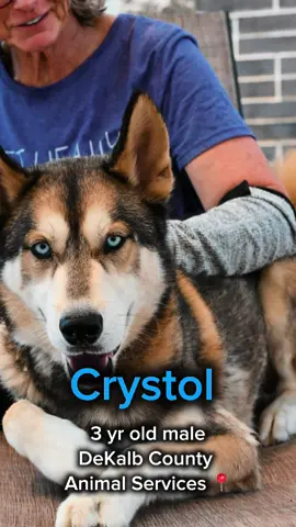 Hi there… I’m Crystol. 💙 I know huskies are known for being wild and loud, but that’s not really me. When you met me Saturday, I was calm in my kennel, even though the shelter was loud and scary. I’m just trying to hold it together and stay hopeful that someone like you might see me. I’m about 3 years old, 54 lbs, and I’ve been told I’m “stunning” (their words, not mine). My icy blue eyes might catch your attention, but it’s my gentle kisses and soft heart I hope you’ll fall for. I know sit and shake, walk politely on leash, and I love being close to people. DeKalb is beyond full right now. Dogs like me are at risk through no fault of our own—just not enough space, not enough adopters. But YOU could change that. I’m here waiting at: 📍 3280 Chamblee Dunwoody Rd, Chamblee, GA Please come meet me. I promise I’m worth it. 🐾 Love, Crystol 💙