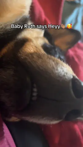 Her teeth🤣🥹🥰🥰  #dogsoftiktok #dogmomsoftiktok #dogdadsoftiktok #fyp #viral #5k 