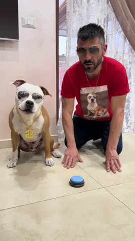 Solo io vedo un cane molto intelligente?🐶🧐#dog #dogs #dogtok #kirafamily #dogsoftiktok 