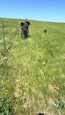 Tearing out old fence #dennisranchdotcom @♥️♠️Adalaide♣️♦️ @Sam Dennis 