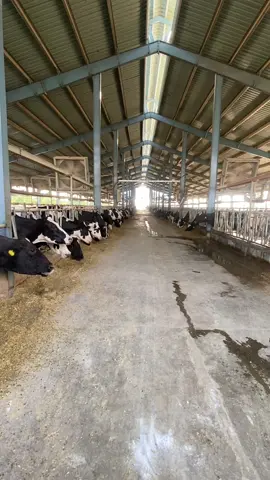 #creatorsearchinsights #video #Grow #Account #Foryou #ForYouPage @Dairy Farming