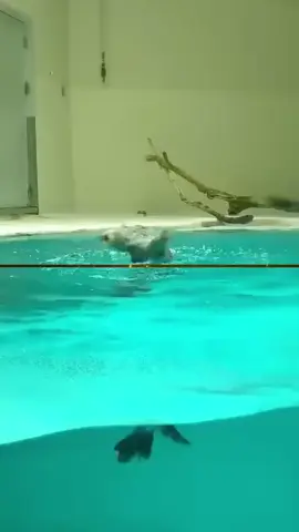 #otter #ottersoftiktok #animals #paradise 