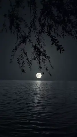 Moon🌖