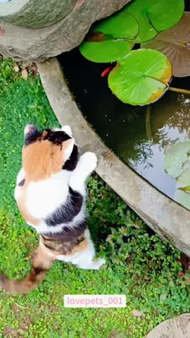 Cat vs Fish.#cats #cutecats #foryou #funnytiktok #funnyvideos #usa #funnyanimals #fypシ #cute #funnycat #catlover #funnypets #viral #funny 