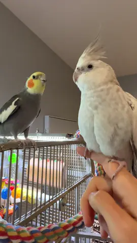 Luna was more supportive today #cockatiel #cockatiels #cockatielsoftiktok #tieltok #parrot #parrotsoftiktok #parrotlife #birdtok #funnyparrot #cutebirds #parrotlover #parrotstiktok 