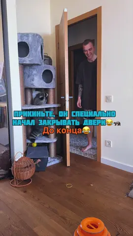 Я в шоке, когда поняла что он специально закрывает дверь😂 Правду говорят, что еноты очень умные… Он доказал😂🦝 | #енот #животные 
