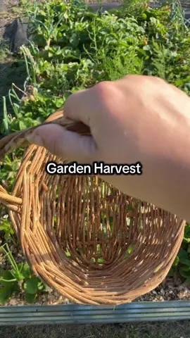 Garden Harvest! #plants #nature #gardentok #basil #gardenproject #gardening #fyp #herbs #homestead #gardeningtiktok #harvest #growyourownfood #peppers #strawberries #harvesttime #strawberry #pepper #serrano #bananapeppers #shishitopepper #veggies #organicfood #pepperplants #raisedbedgarden #foryou 