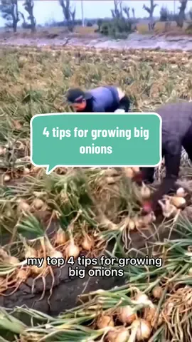 #creatorsearchinsights #onion #agriculture #viralvideo #trending #garden #gardening #tips #secret #growing 